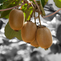 Taille des arbres fruitiers st loubes